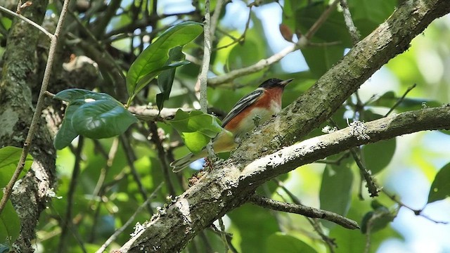 Bay-breasted Warbler - ML634638006