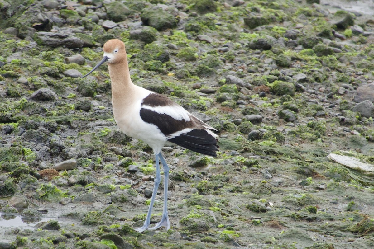 American Avocet - Geoff Veith