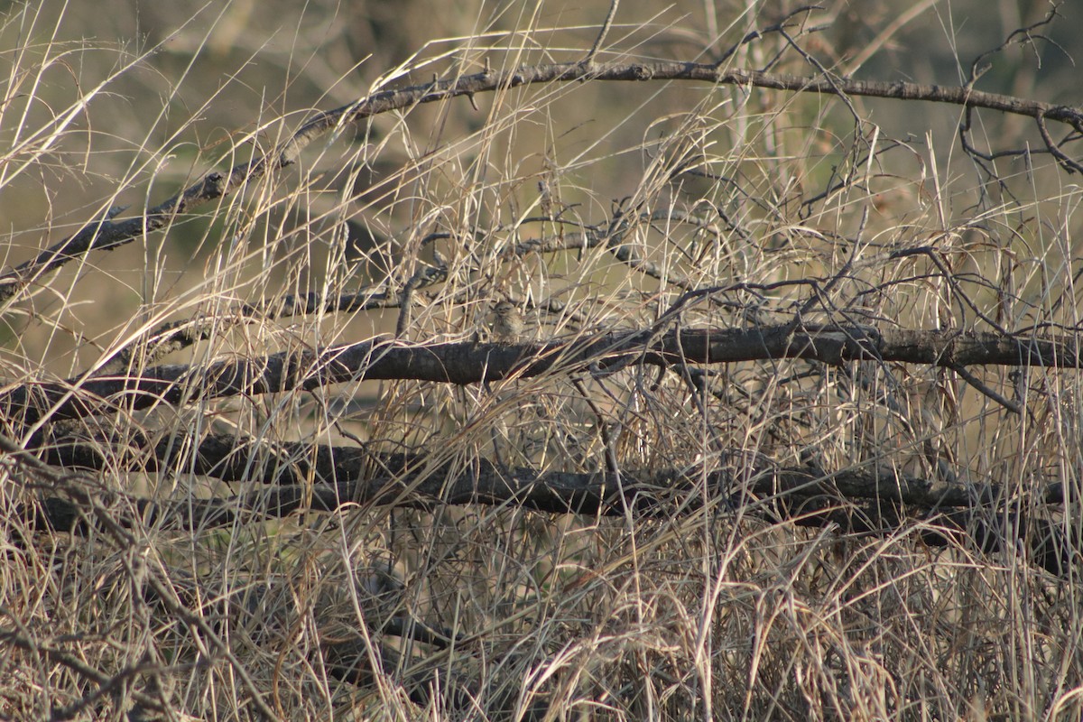 Song Sparrow - ML634638055