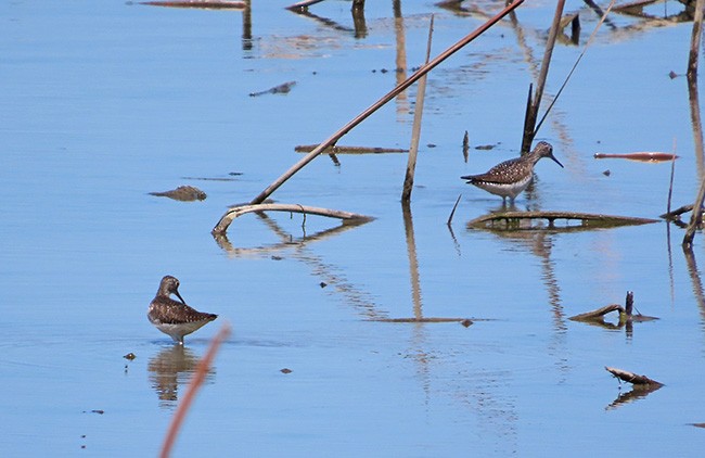 Solitary Sandpiper - ML634638072