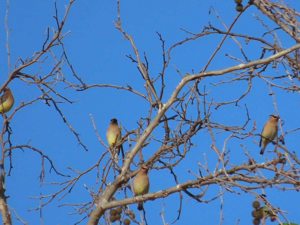 Cedar Waxwing - ML634638075