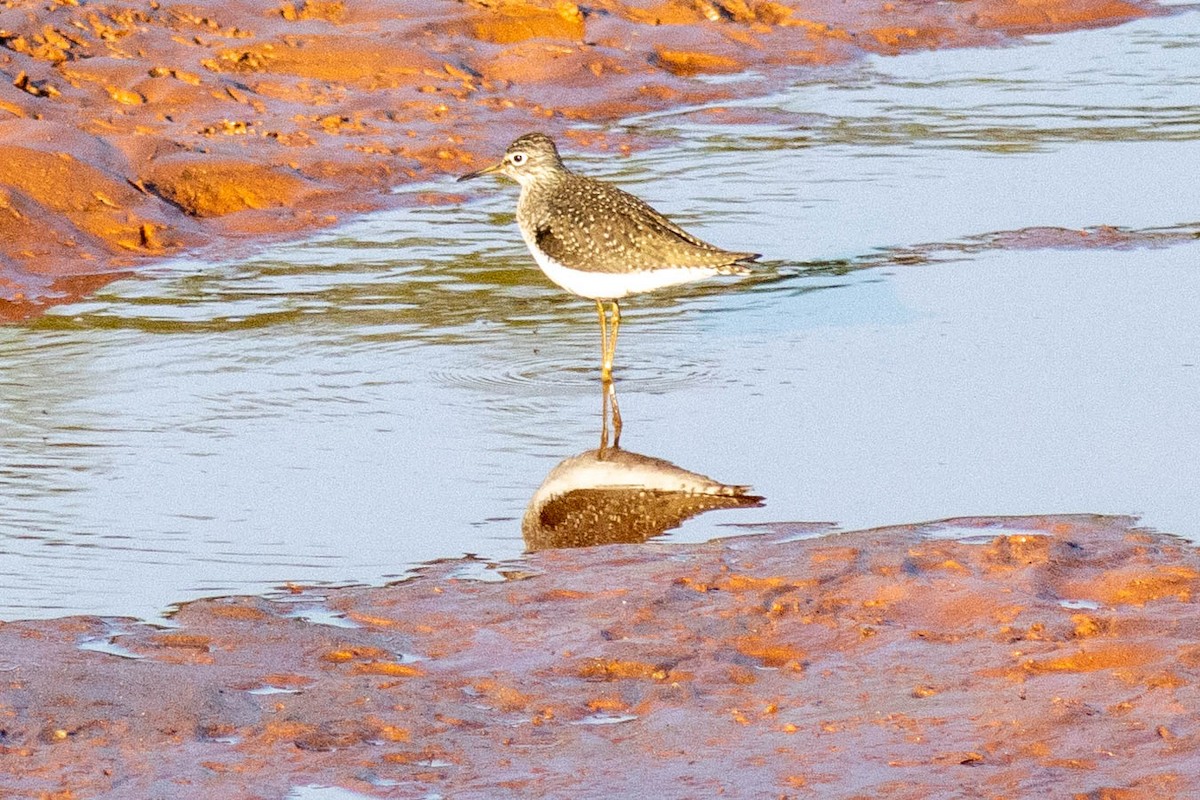 Solitary Sandpiper - ML634638078