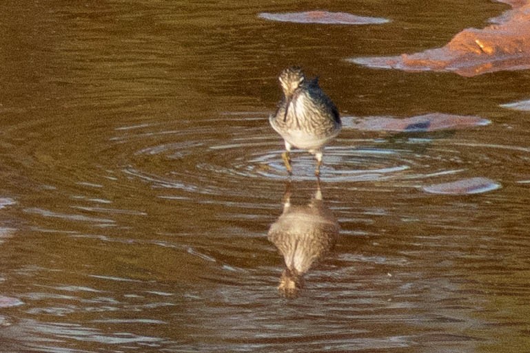 Solitary Sandpiper - ML634638079