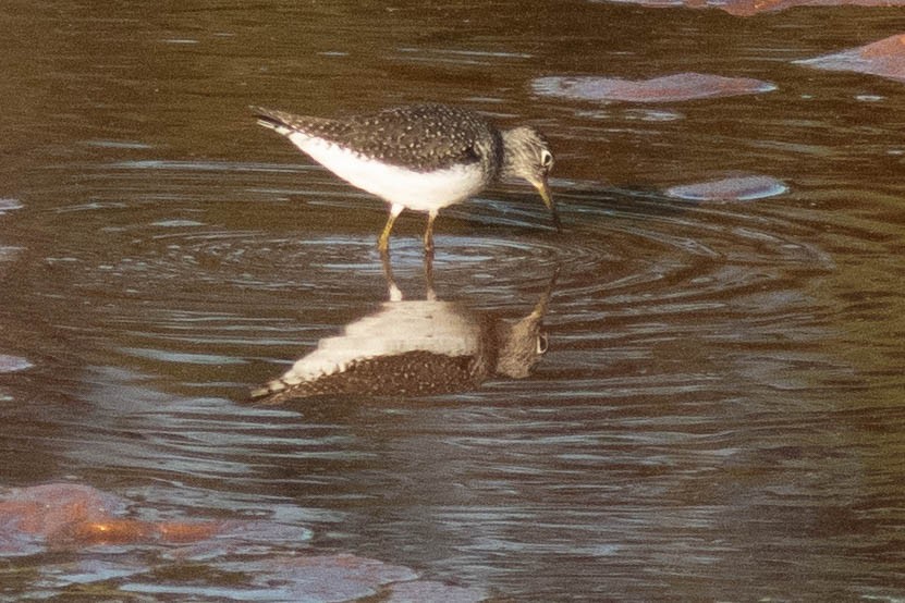 Solitary Sandpiper - ML634638080