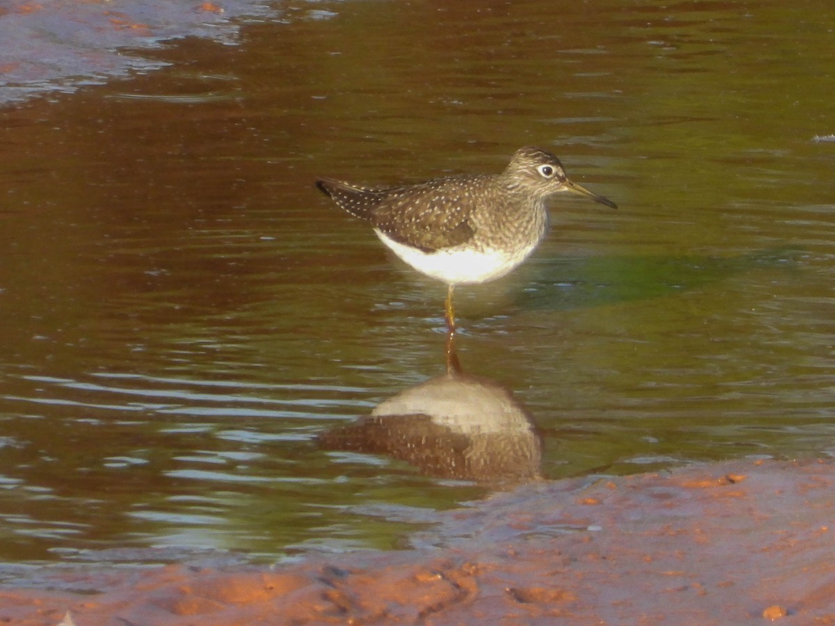 Solitary Sandpiper - ML634638081