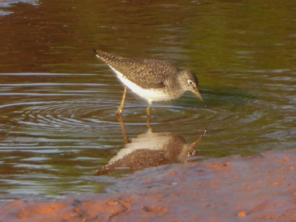 Solitary Sandpiper - ML634638082