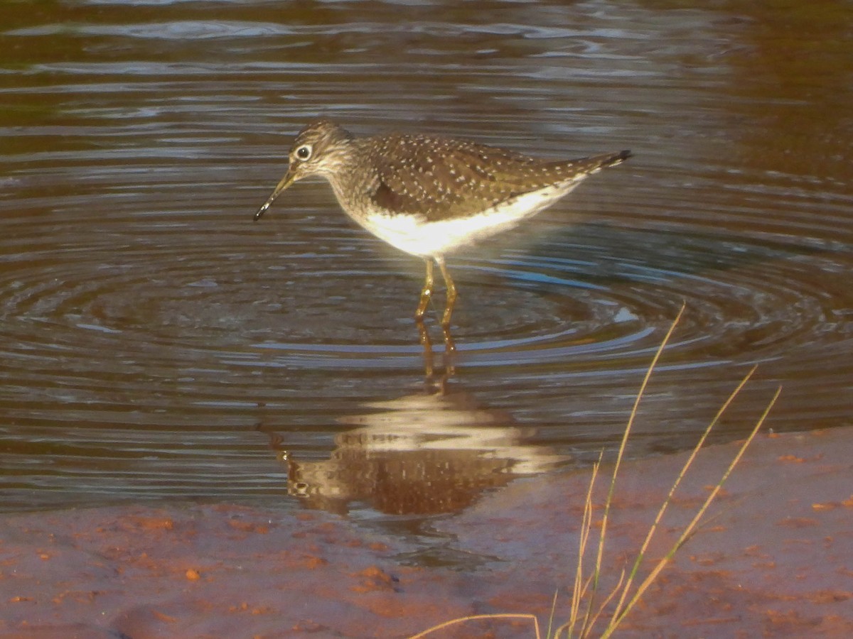 Solitary Sandpiper - ML634638083