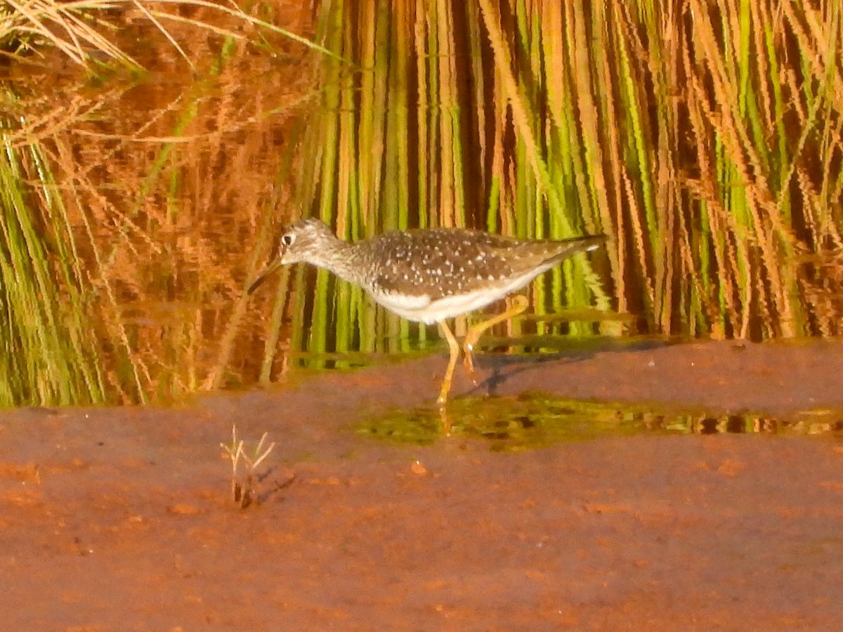 Solitary Sandpiper - ML634638084