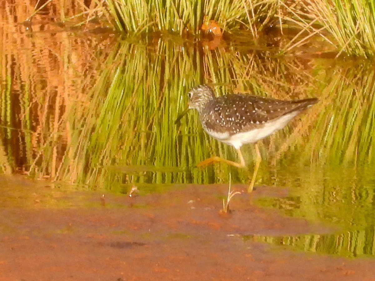 Solitary Sandpiper - ML634638085