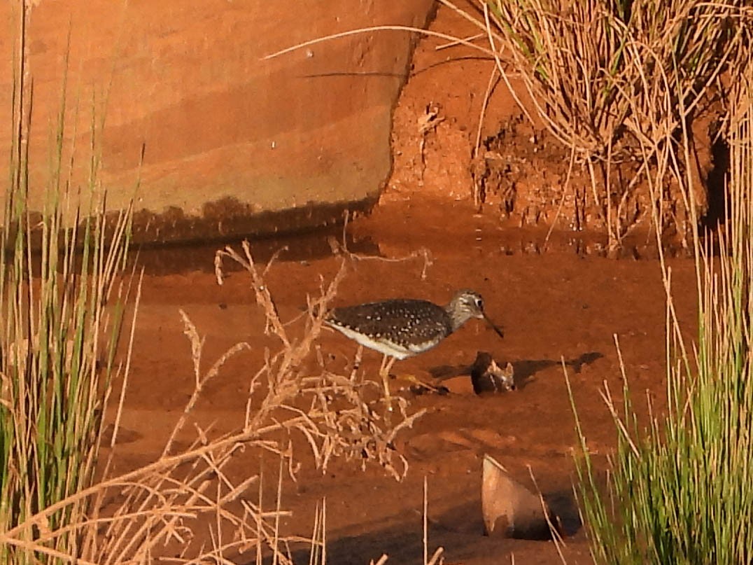 Solitary Sandpiper - ML634638087