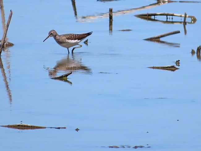 Solitary Sandpiper - ML634638093