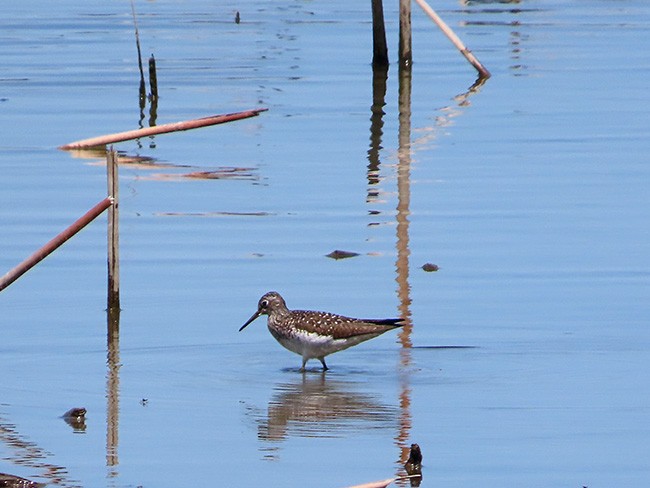 Solitary Sandpiper - ML634638096