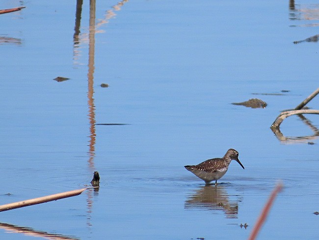 Solitary Sandpiper - ML634638112
