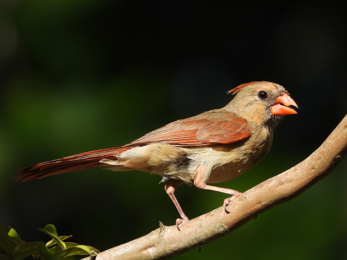 Northern Cardinal - ML634638113