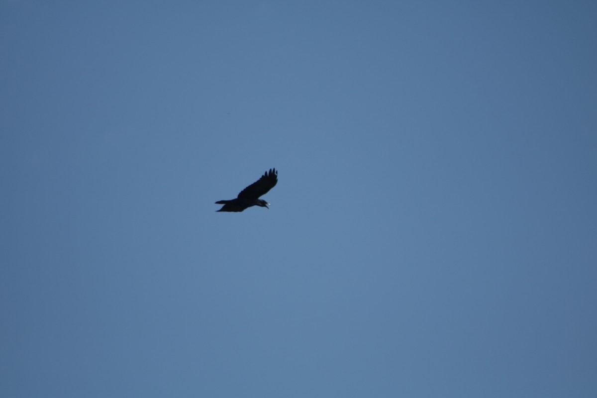 Fish Crow - ML634638172