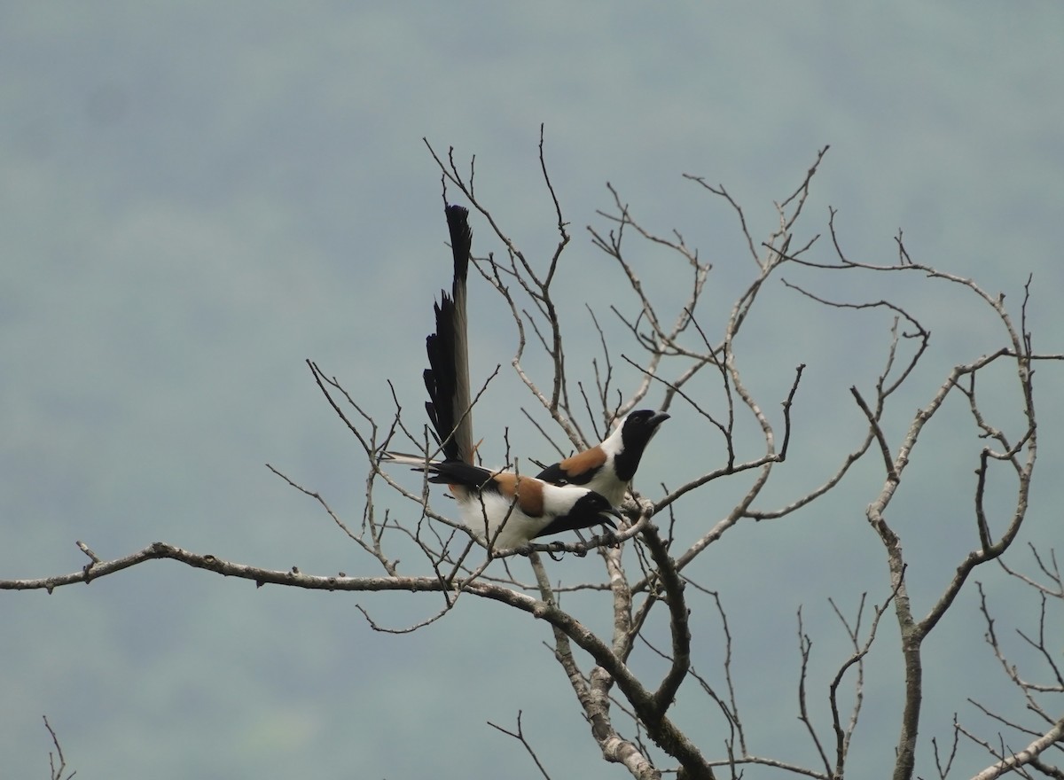 White-bellied Treepie - ML634638190