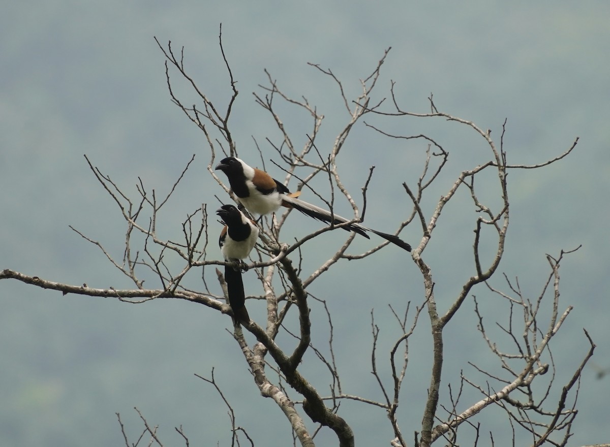 White-bellied Treepie - ML634638191