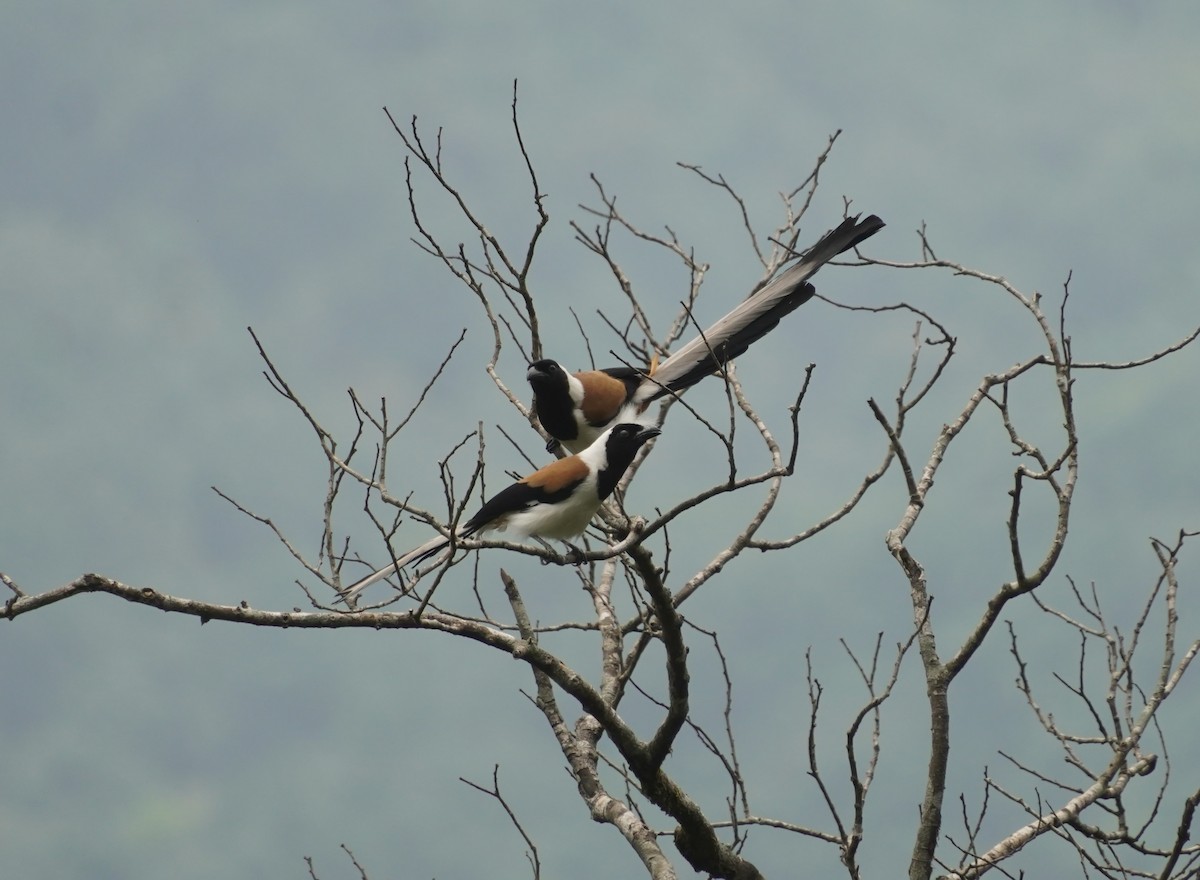 White-bellied Treepie - ML634638192