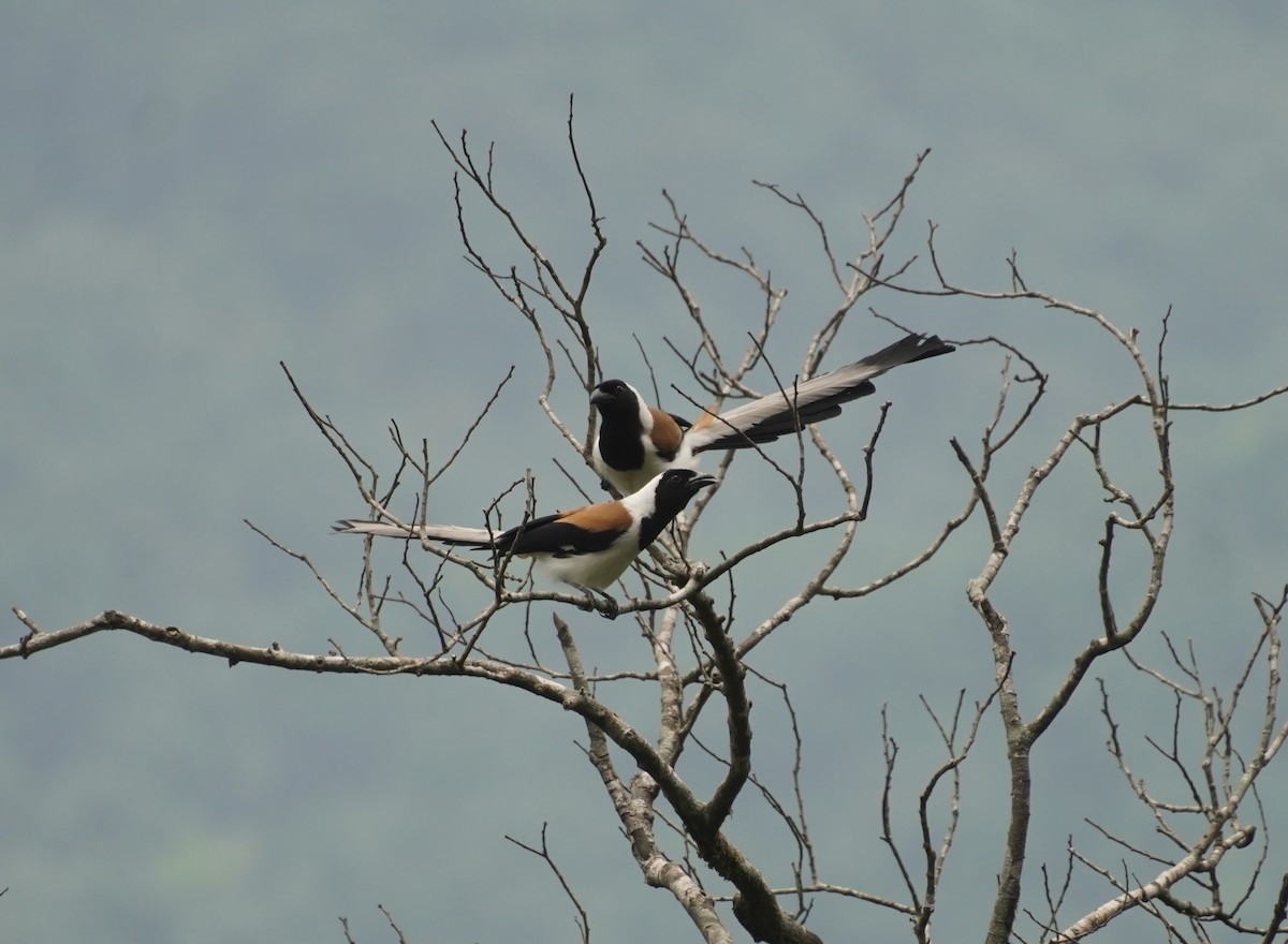 White-bellied Treepie - ML634638193
