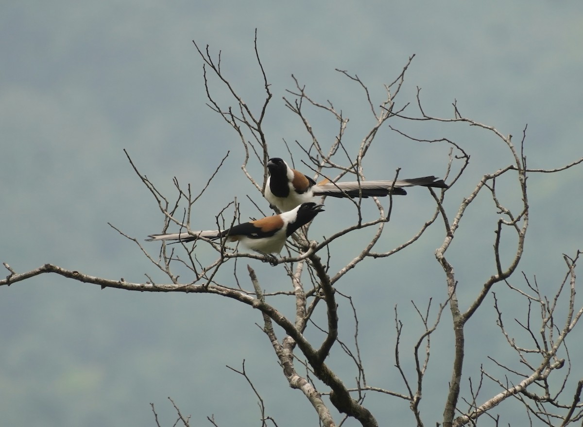 White-bellied Treepie - ML634638195
