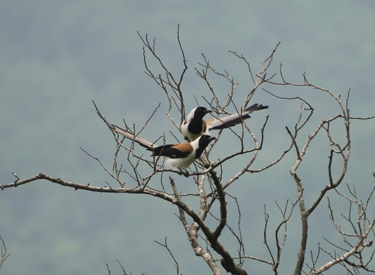 White-bellied Treepie - ML634638196
