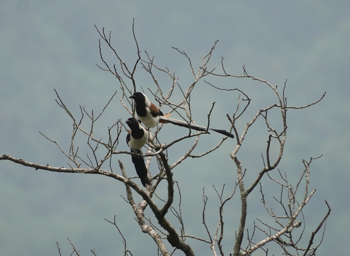 White-bellied Treepie - ML634638197