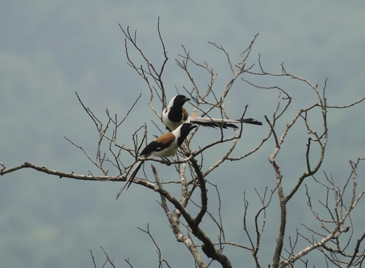 White-bellied Treepie - ML634638198