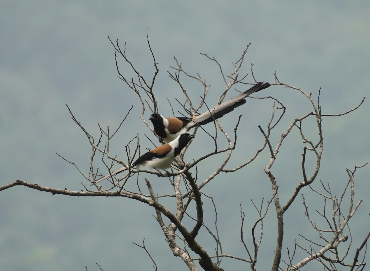 White-bellied Treepie - ML634638199