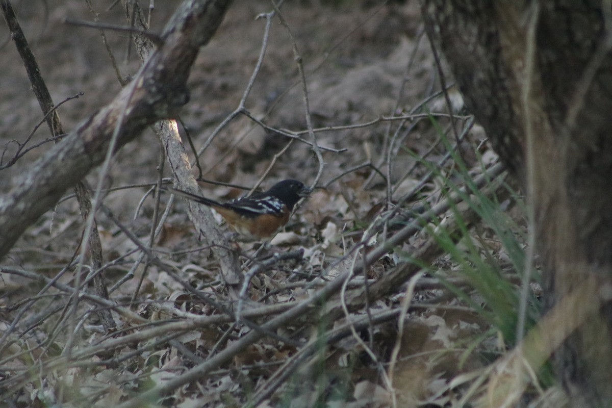 Spotted Towhee - ML634638235