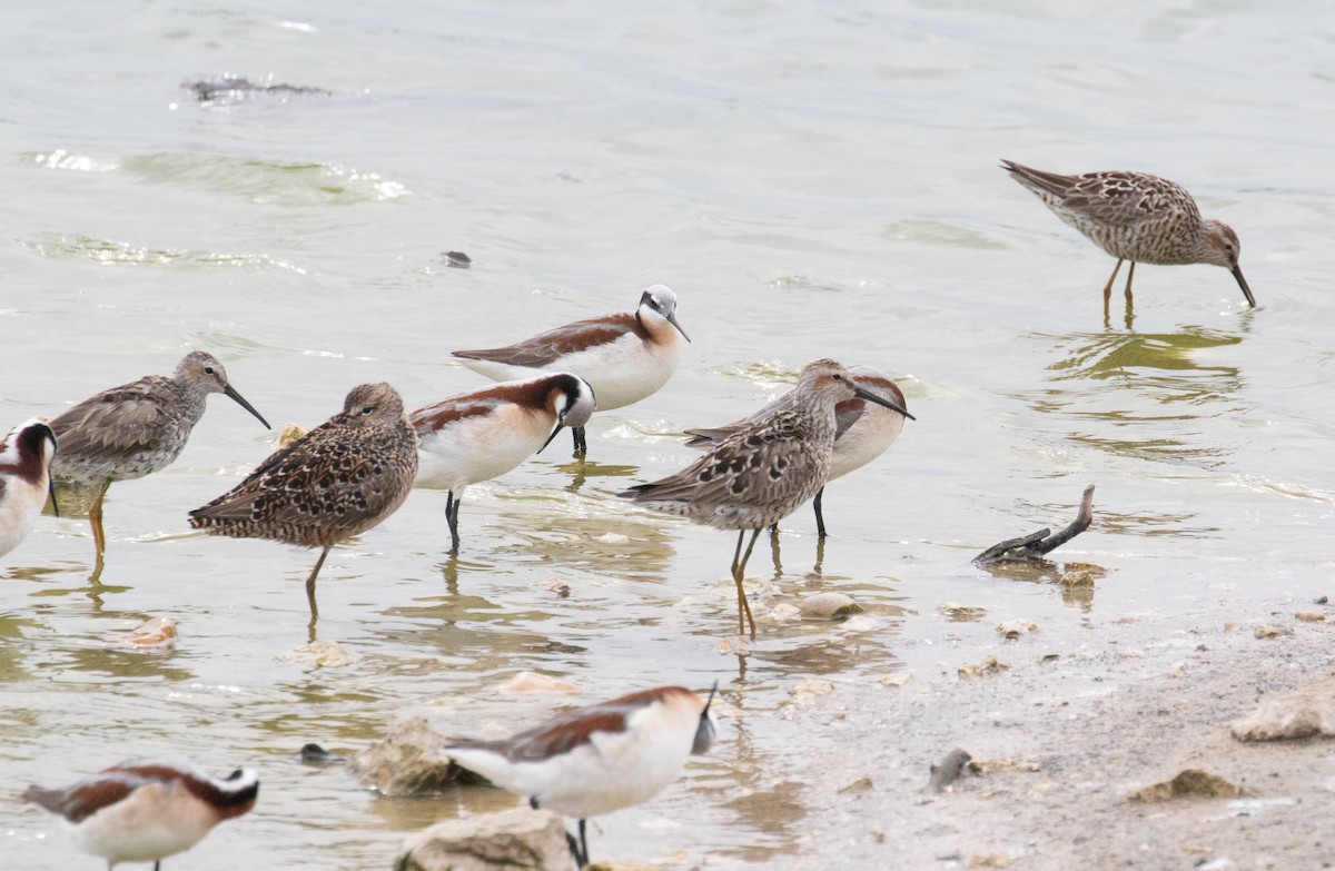 Stilt Sandpiper - ML634638240