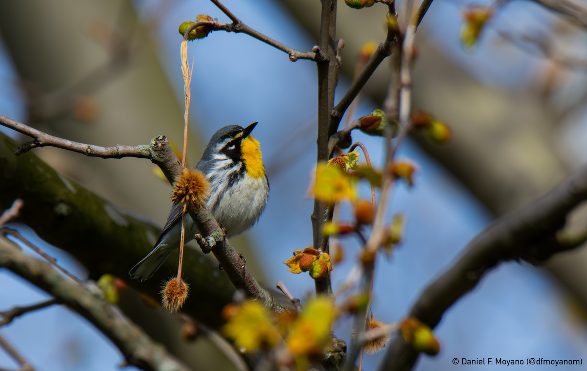 Yellow-throated Warbler - ML634638258