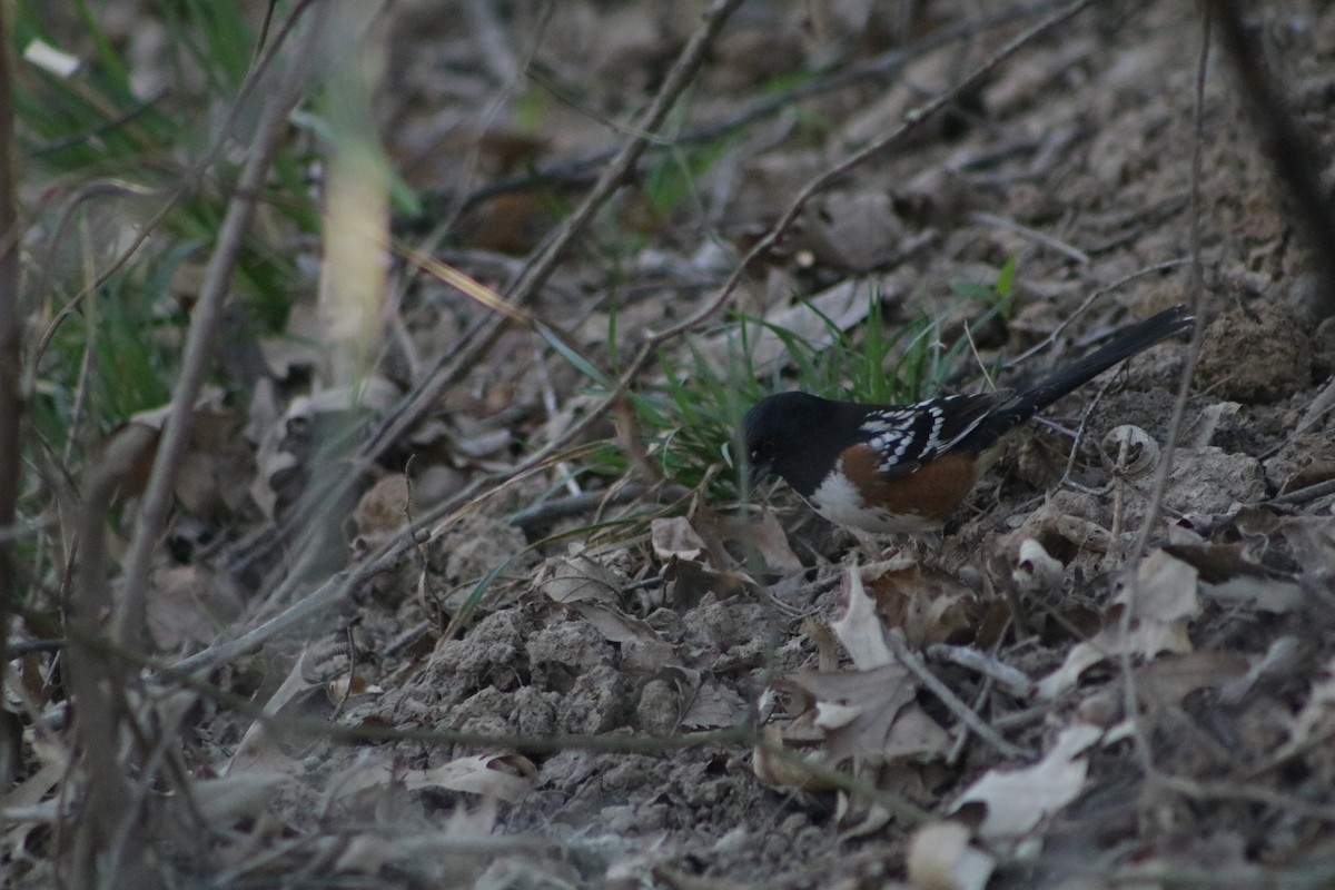 Spotted Towhee - ML634638263