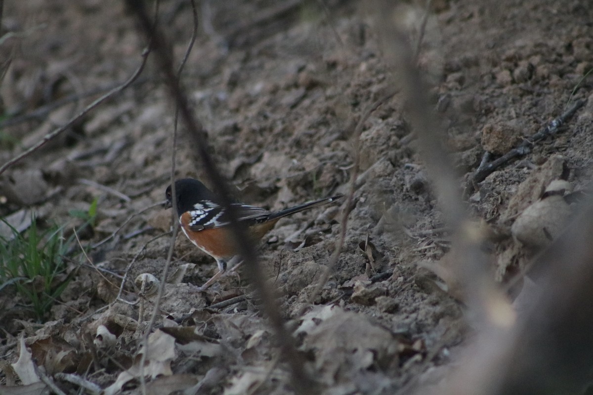 Spotted Towhee - ML634638269