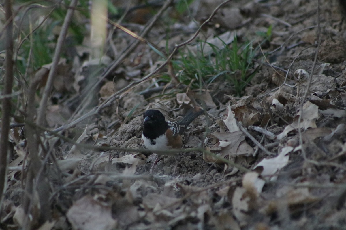 Spotted Towhee - ML634638301