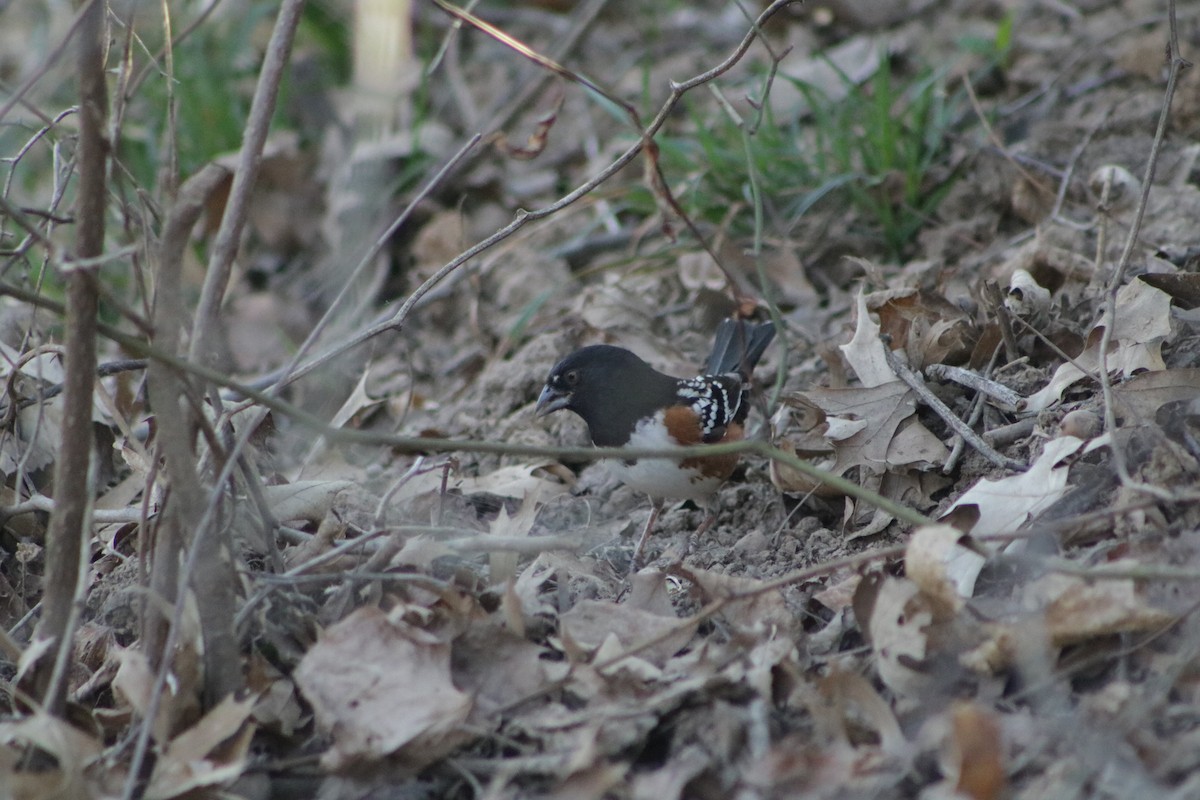 Spotted Towhee - ML634638308