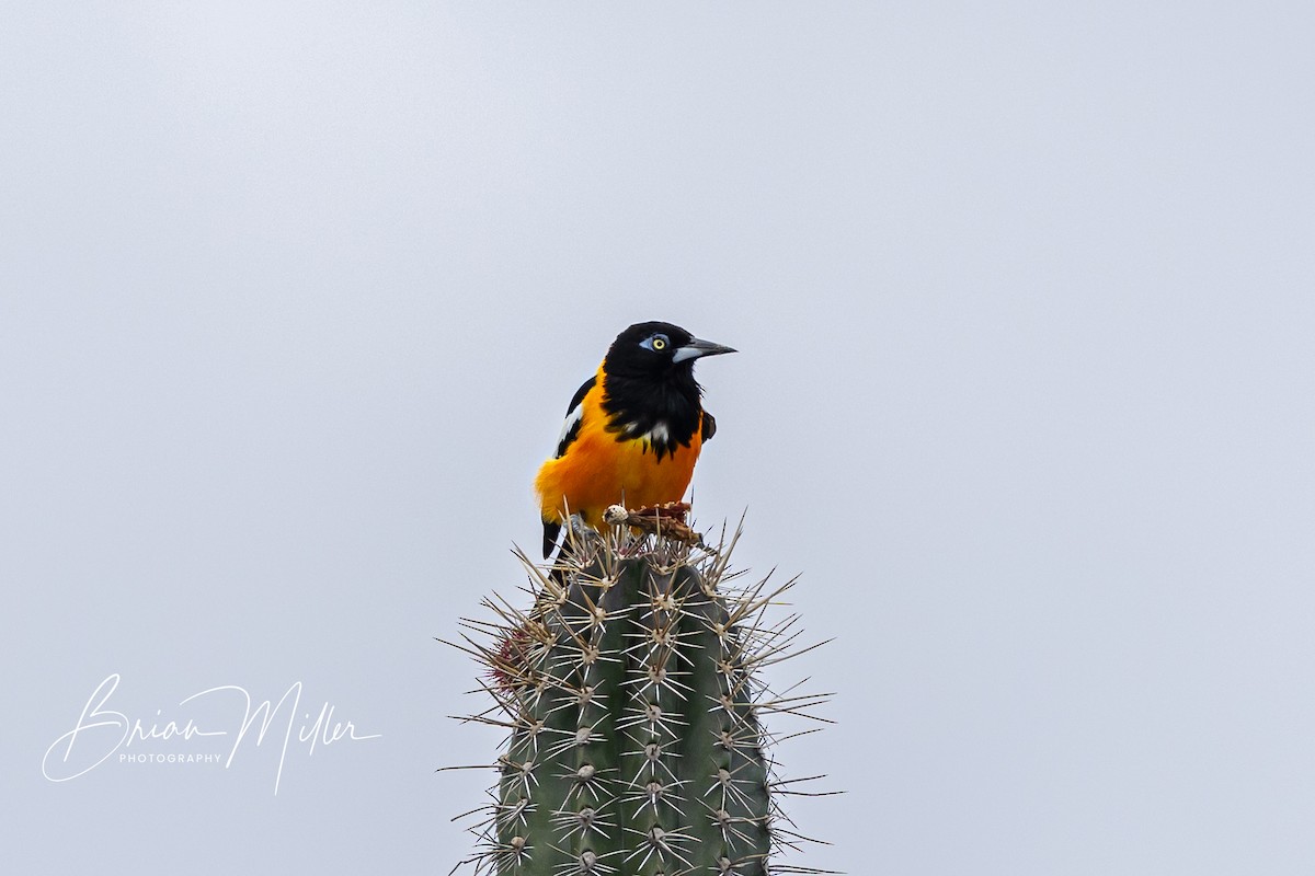 Venezuelan Troupial - ML634638309