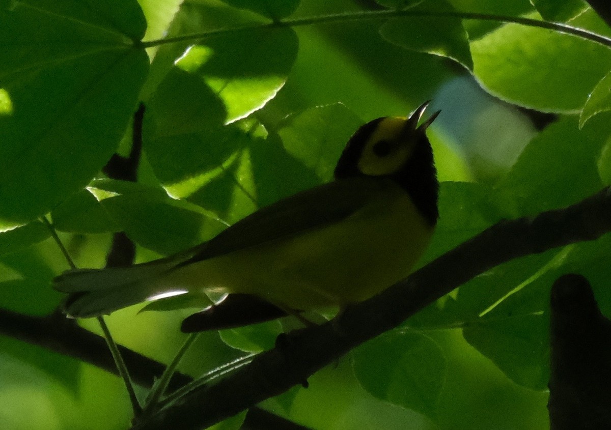 Hooded Warbler - ML634638356