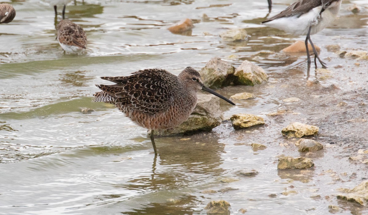 Long-billed Dowitcher - ML634638377