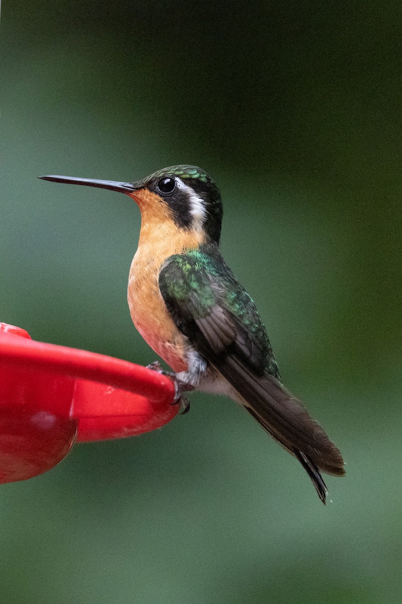 Purple-throated Mountain-gem - ML634638383