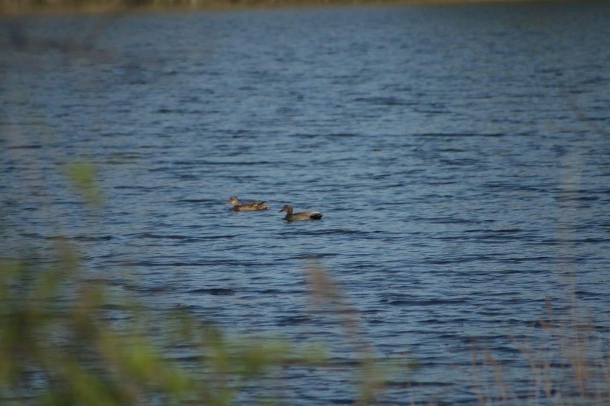 Gadwall - ML634638398