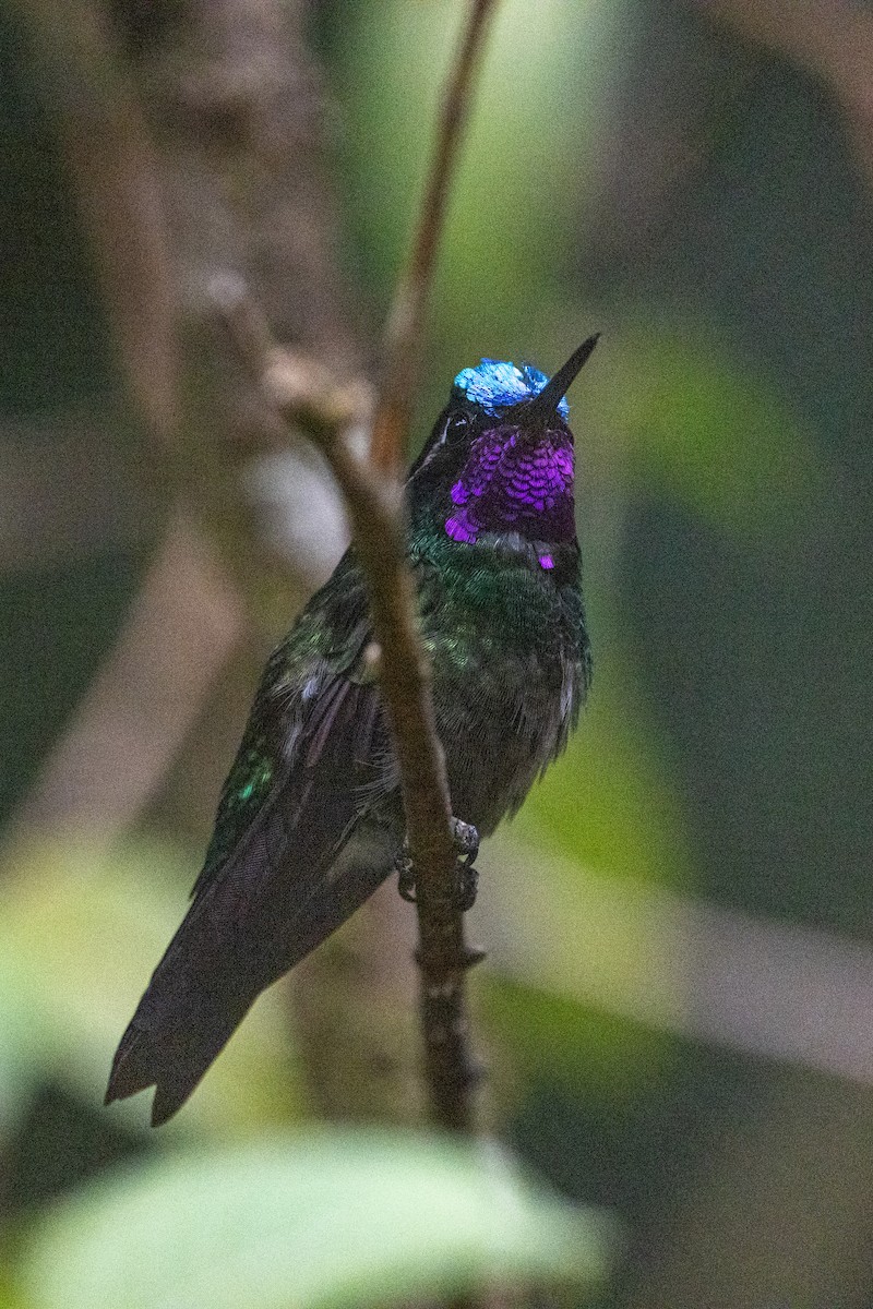 Purple-throated Mountain-gem - ML634638430