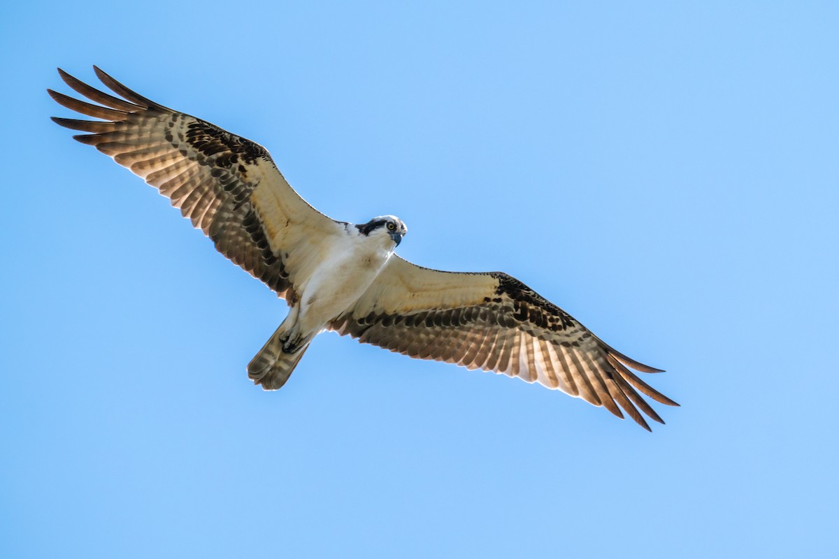 Fischadler - ML634638444