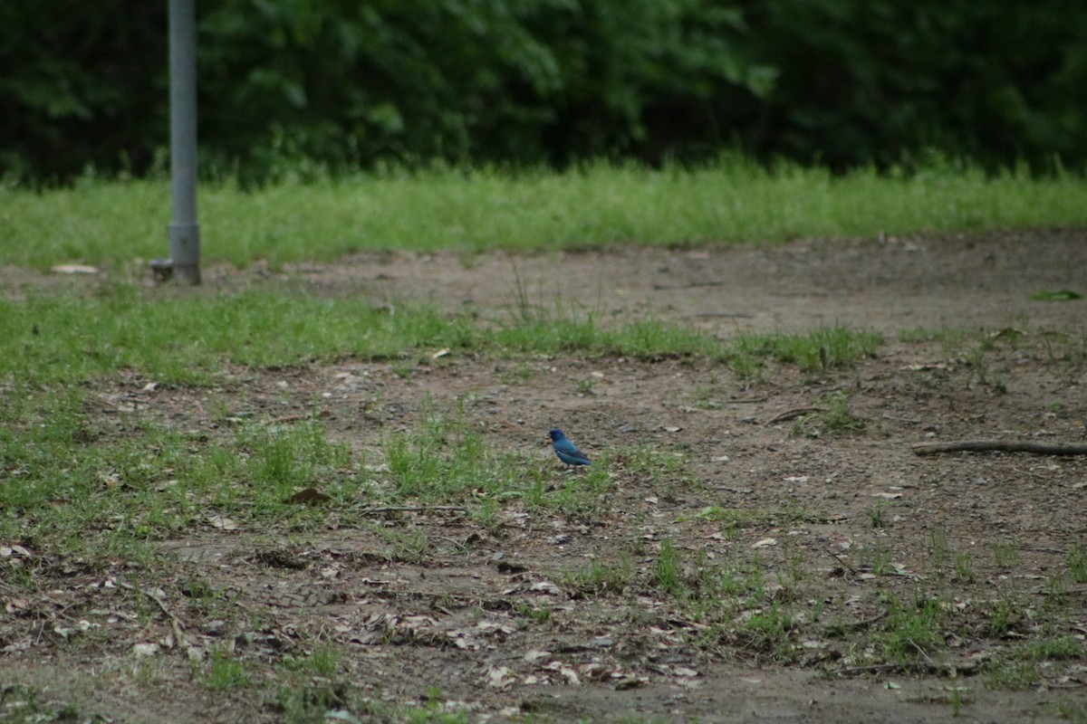 Indigo Bunting - ML634638467