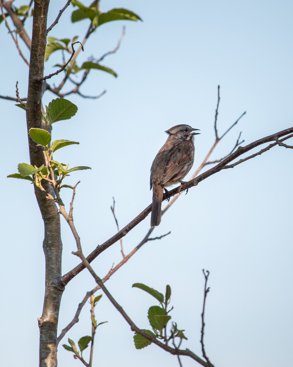 Song Sparrow - ML634638538