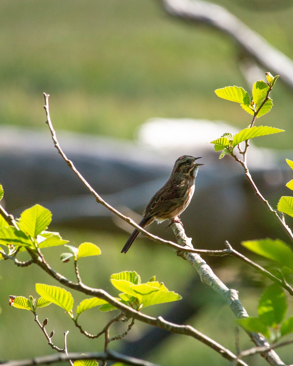Song Sparrow - ML634638540
