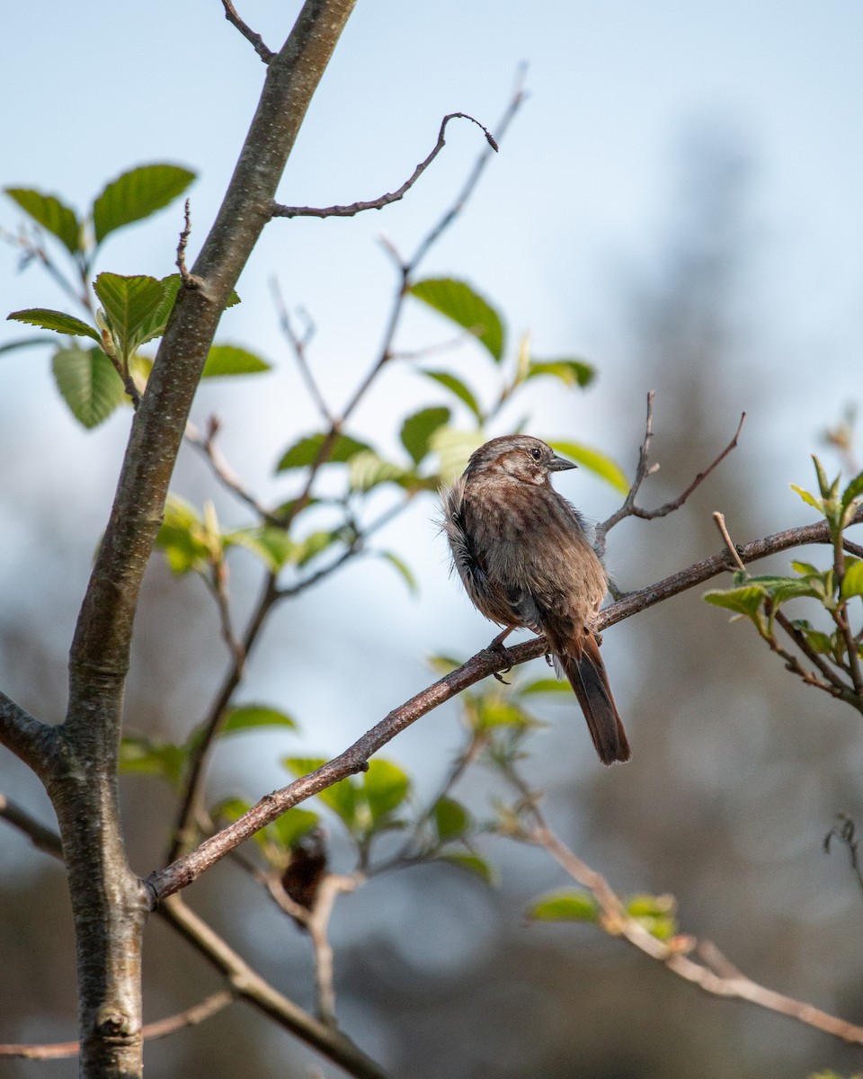 Song Sparrow - ML634638541