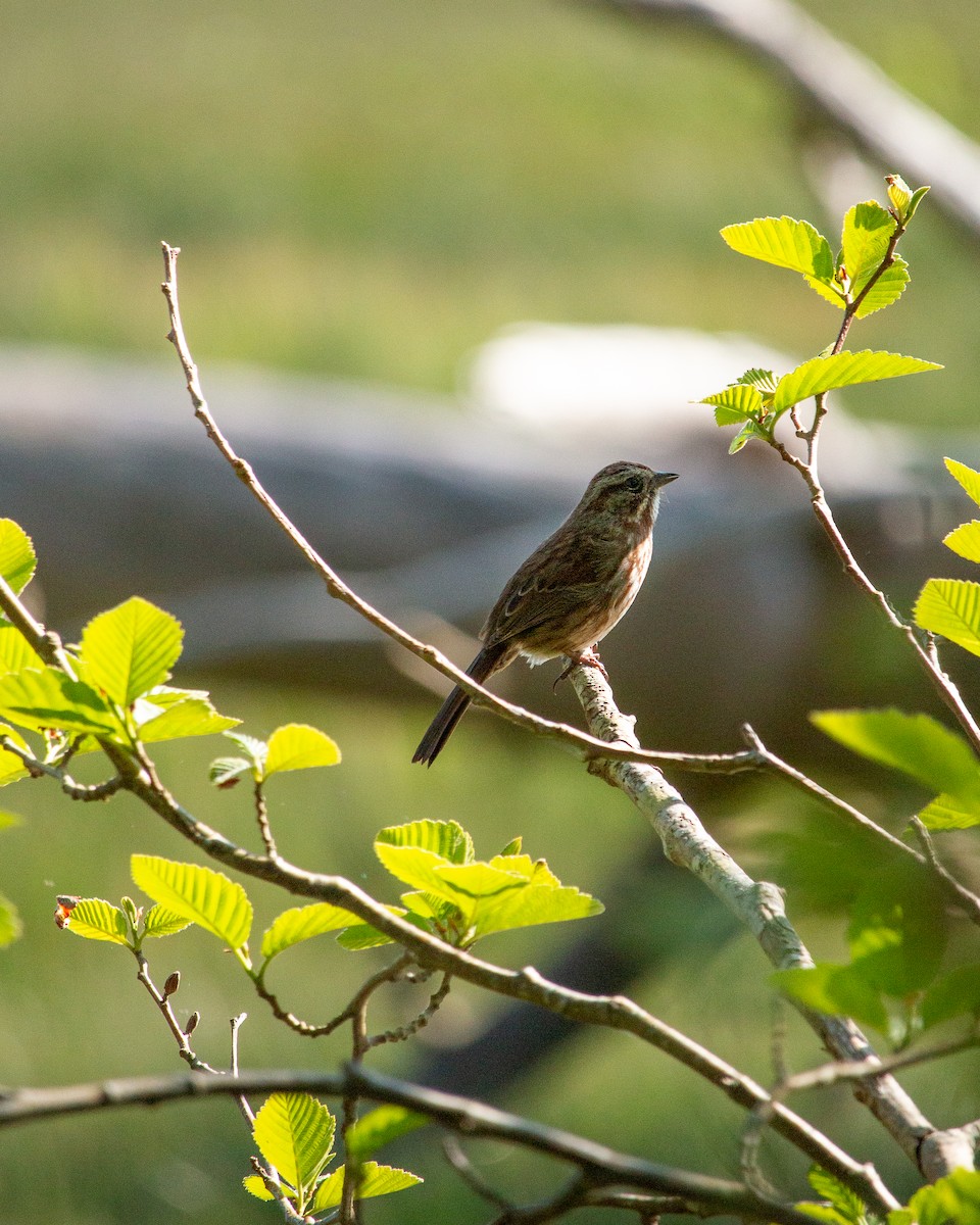 Song Sparrow - ML634638542