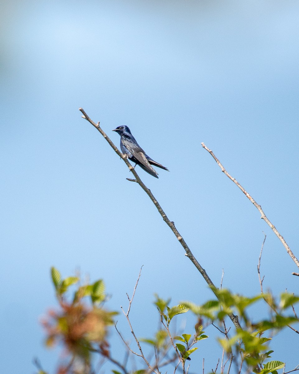 Purple Martin - ML634638578