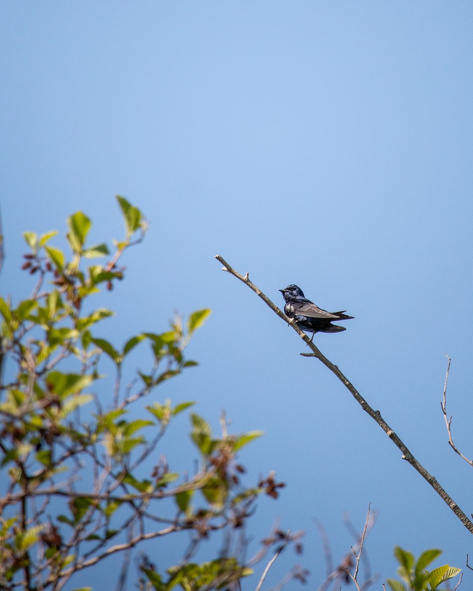 Purple Martin - ML634638580