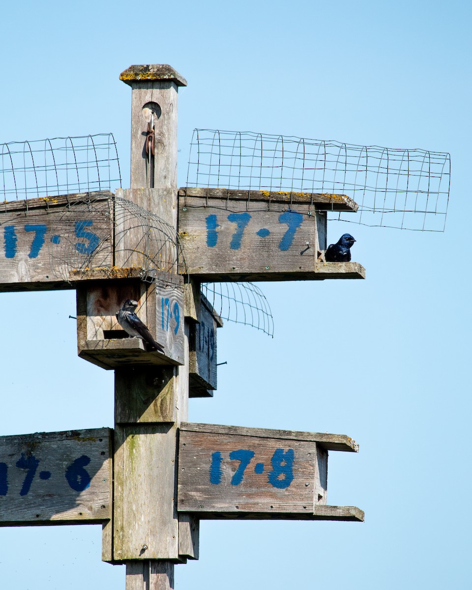 Purple Martin - ML634638583